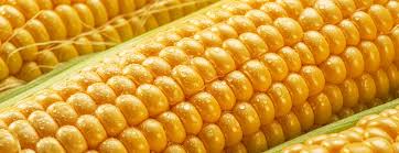 Corn